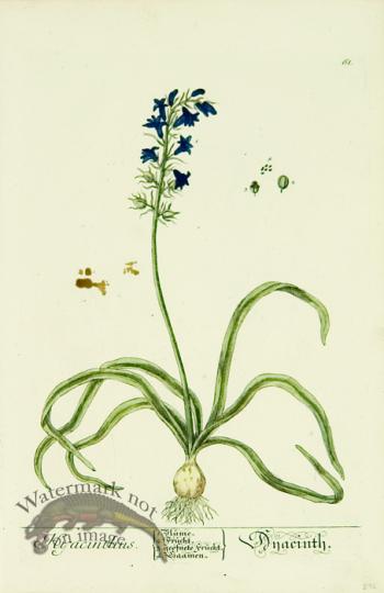 Blackwell German 120